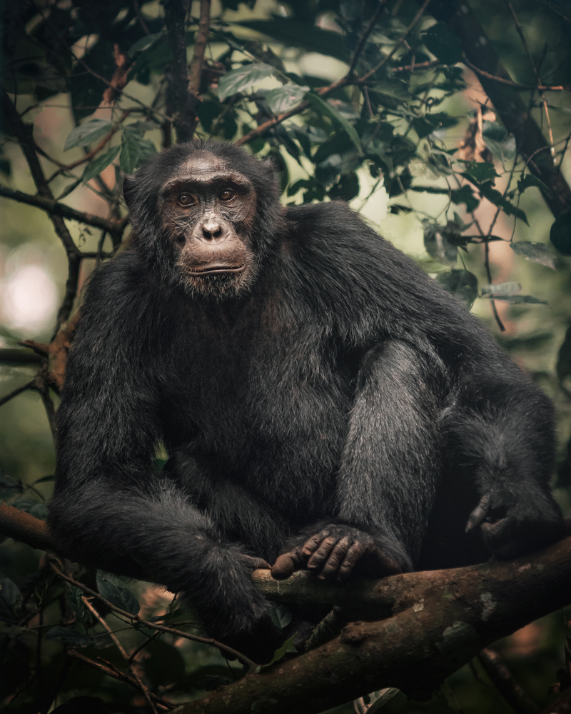 Waar kun je chimpansees zien in Oeganda?