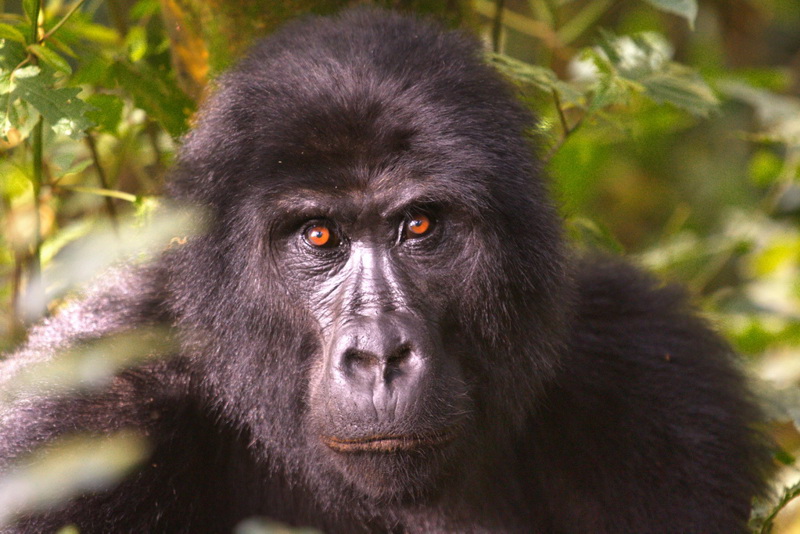 Hoe verkrijg je je gorilla trekking permit