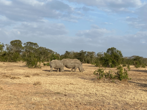 Rhinos at national park in Kenya