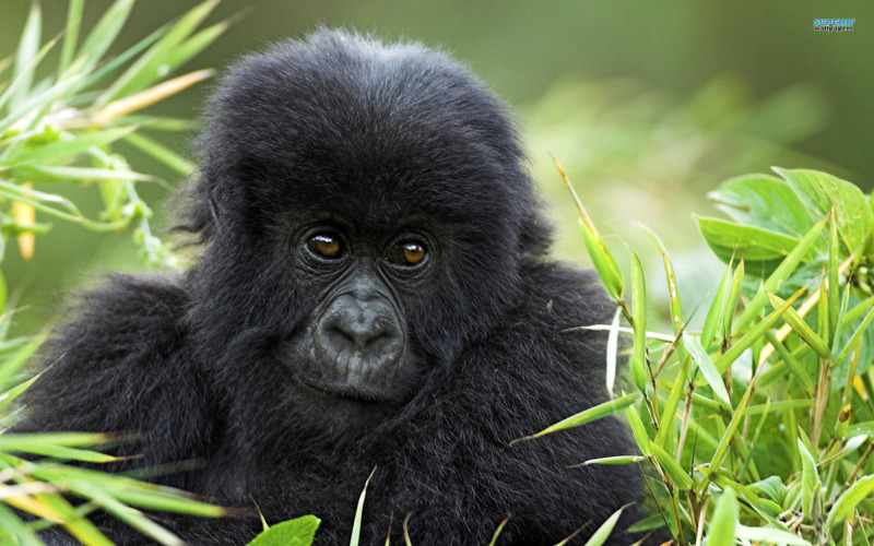 Hoe fit moet ik zijn voor een gorilla- en chimpansee trekking?