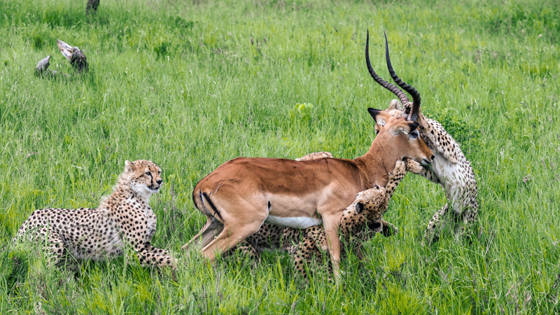 Wat is de beste reistijd voor een safari in Tanzania?