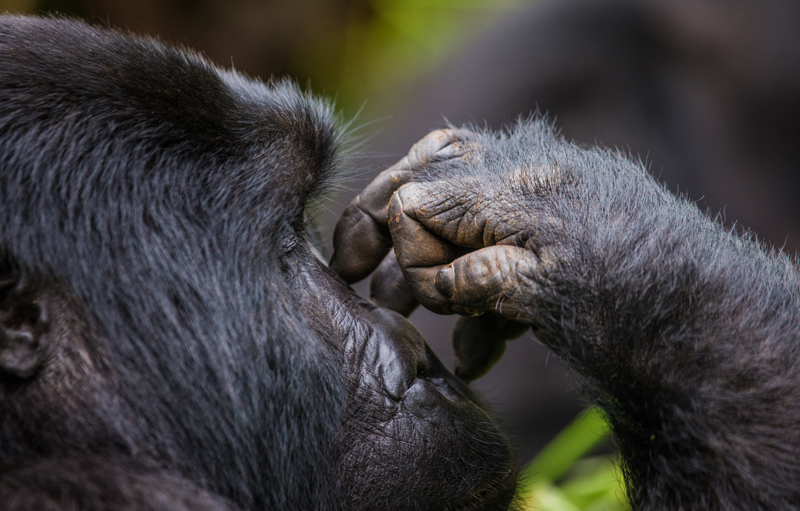 Tips voor een betere gorilla- & chimpansee trekking ervaring