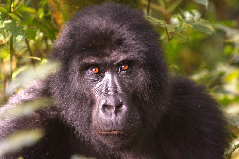 So erhaltet du Ihre Gorilla-Trekking-Genehmigung