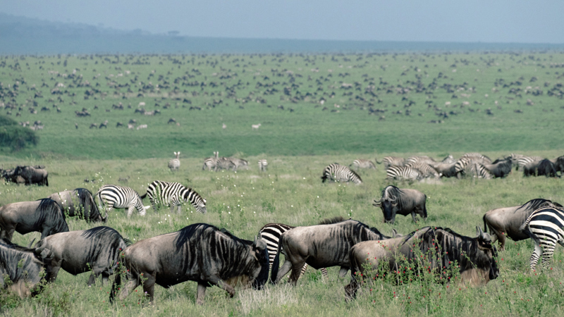 National Park fees for Ngorongoro Conservation Area