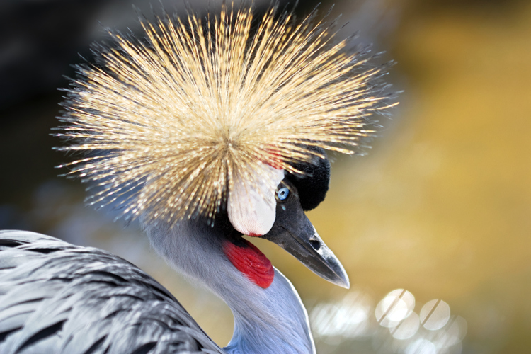 Grey Crowned close up