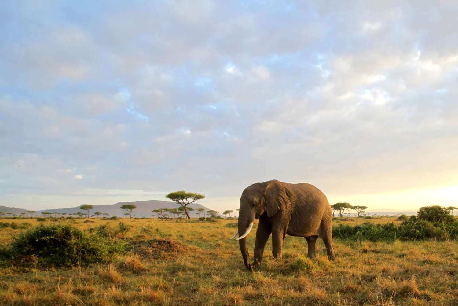 Elephant in the Maasai Mara