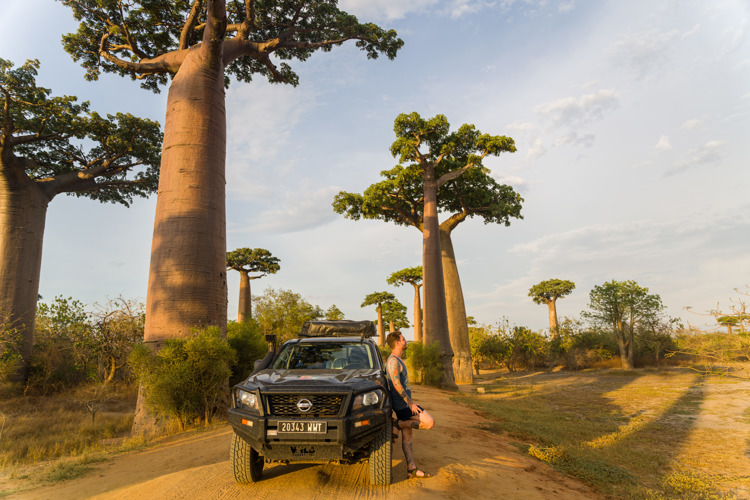 Man standing on the Avenue des Baobabs, among baobab trees