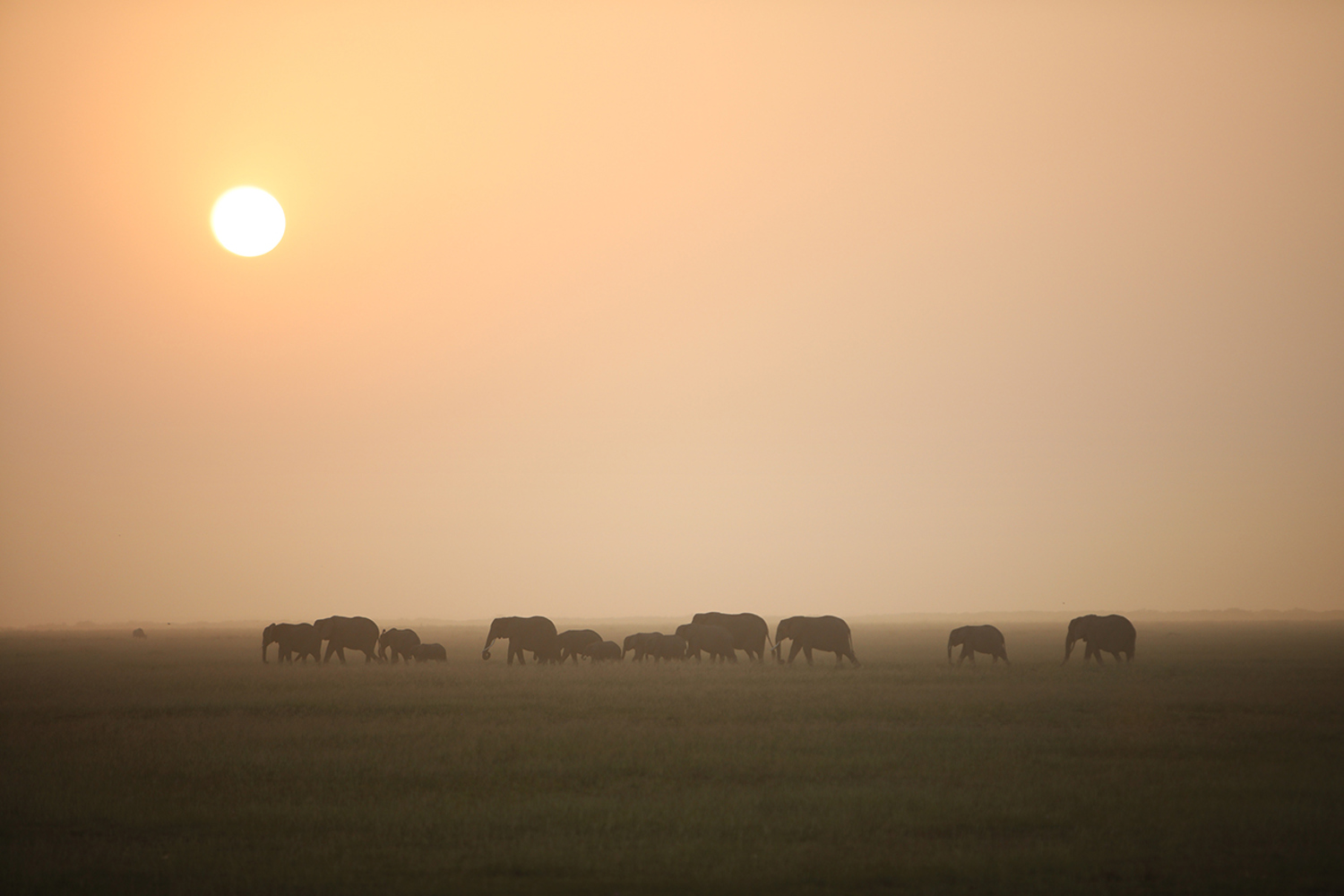 Elephant parade under the African sun