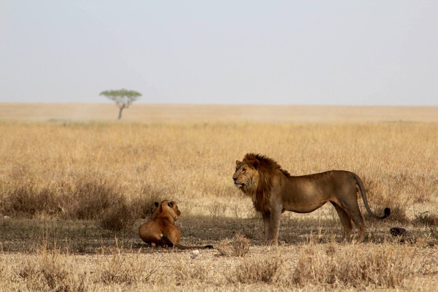 Lion on the Serengeti plains